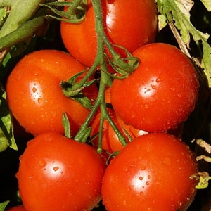 vegetables-tomato